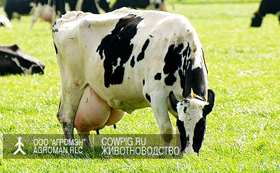  Голштинская порода крс , продажа голштинской породы коров, купить корову, молочные породы крс, лучшие молочные породы