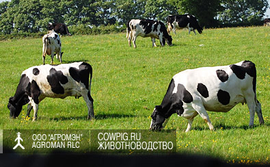 Голштинская порода крс , продажа голштинской породы коров, купить корову, молочные породы крс, лучшие молочные породы, holstein cow